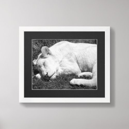 Sleeping Lioness Black And White Photograph Framed Art