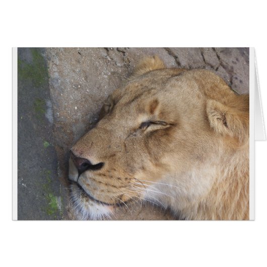 Sleeping Lioness Cards (Front Horizontal)