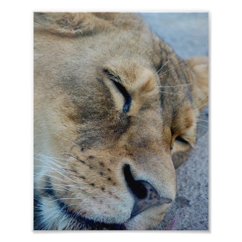 Sleeping Lioness Photo Print