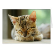 Sleeping Little Baby Kitty (Front Horizontal)