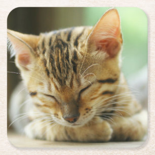 Sleeping Little Baby Kitty Square Paper Coaster