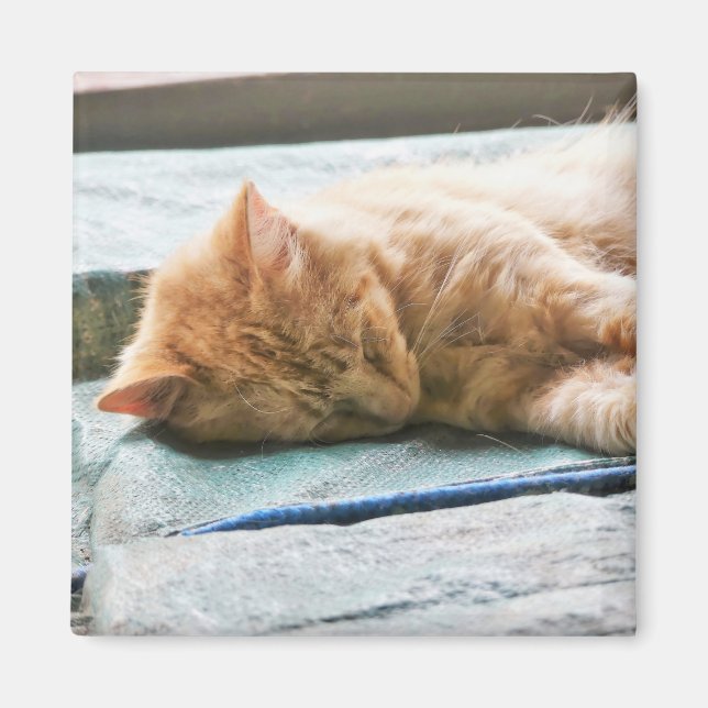 Sleeping Longhaired Ginger Cat Magnet (Front)