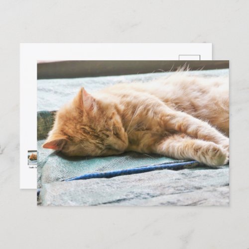 Sleeping Longhaired Ginger Cat Postcard