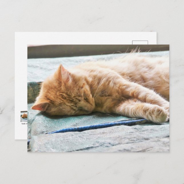 Sleeping Longhaired Ginger Cat Postcard (Front/Back)