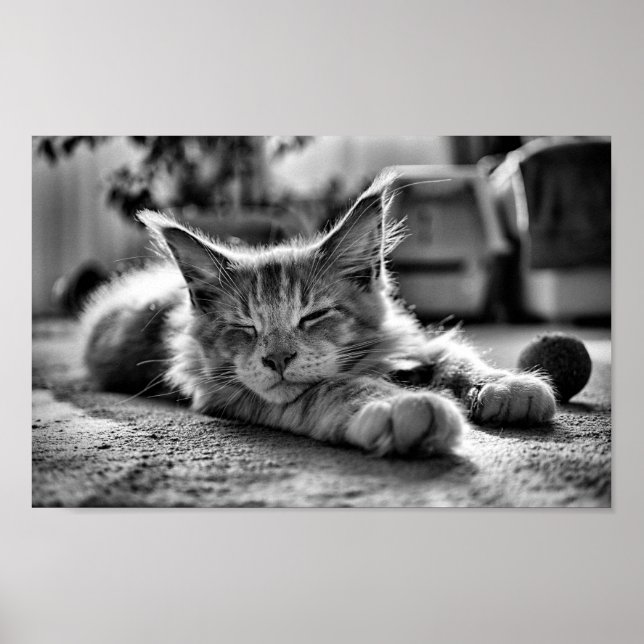 Sleeping Maine Coon Cat Black and White Poster (Front)