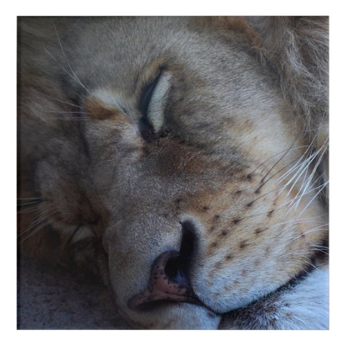 Sleeping Male Lion Acrylic Print