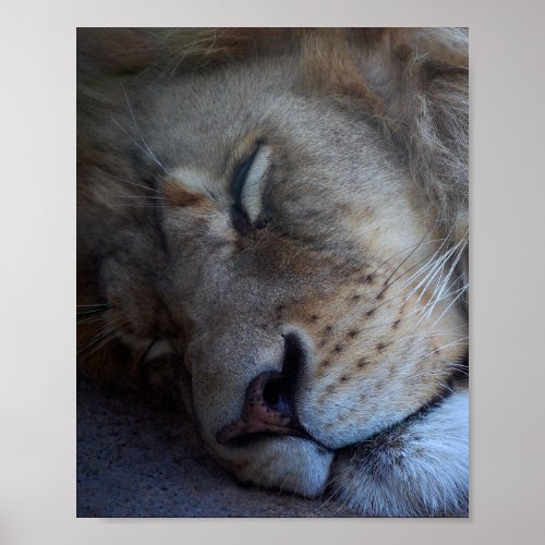 Sleeping Male Lion Poster