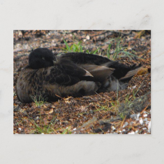 Sleeping Mallard Duck Postcard (Front)