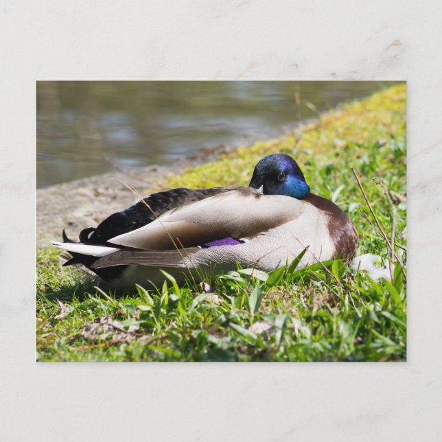 Sleeping Mallard Postcard (Front)