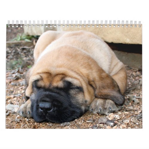 Sleeping Mastiff Calendar