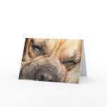 Sleeping Mastiff  Greeting Card
