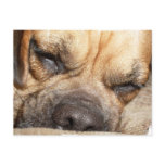 Sleeping Mastiff  Postcard