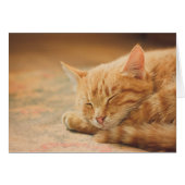 Sleeping Orange Tabby Cat (Front Horizontal)