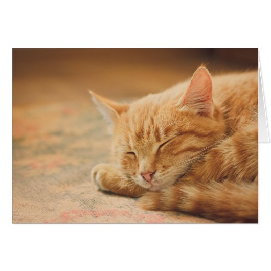 Sleeping Orange Tabby Cat (Front Horizontal)