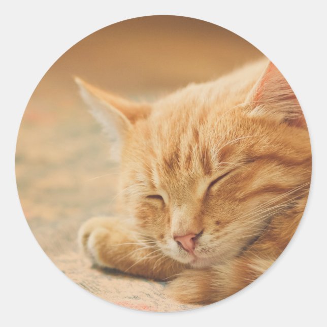 Sleeping Orange Tabby Cat Classic Round Sticker (Front)