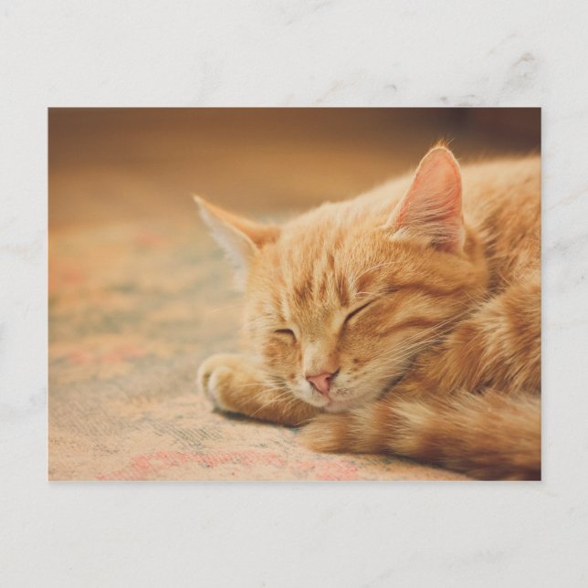 Sleeping Orange Tabby Cat Postcard (Front)
