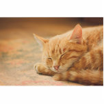 Sleeping Orange Tabby Cat Statuette<br><div class="desc">Closeup photograph of a peacefully sleeping orange tabby cat on a warm rug</div>