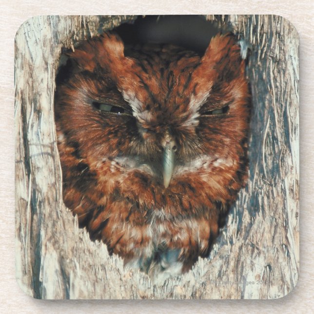 Sleeping Owl in a Tree Beverage Coaster (Front)