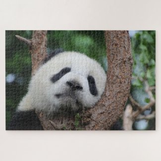 Sleeping panda bear on a tree