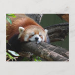 Sleeping Panda Bear  Postcard