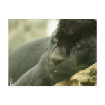 Sleeping Panther Postcards