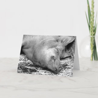 Sleeping Pig Black and White Photo - Blank Cards