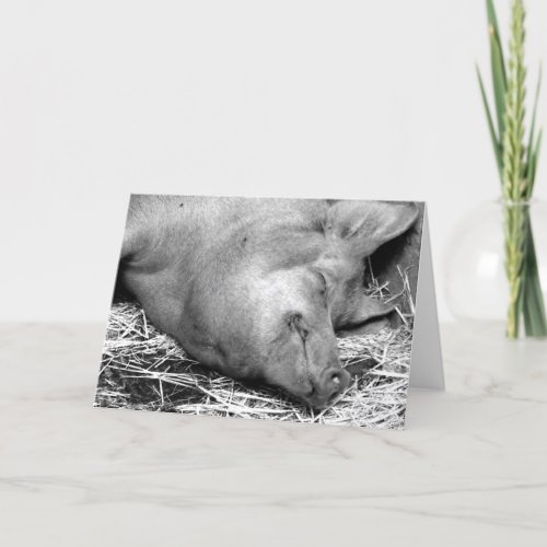 Sleeping Pig Black and White Photo _ Blank Cards