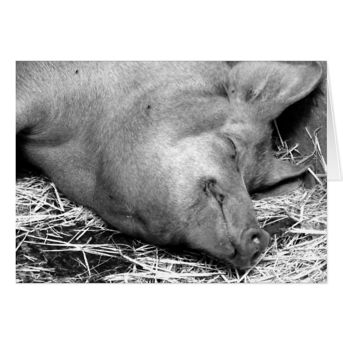 Sleeping Pig Black and White Photo   Blank Cards