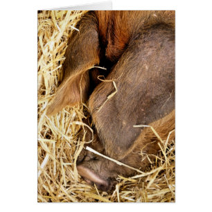 SLEEPING PIG Card