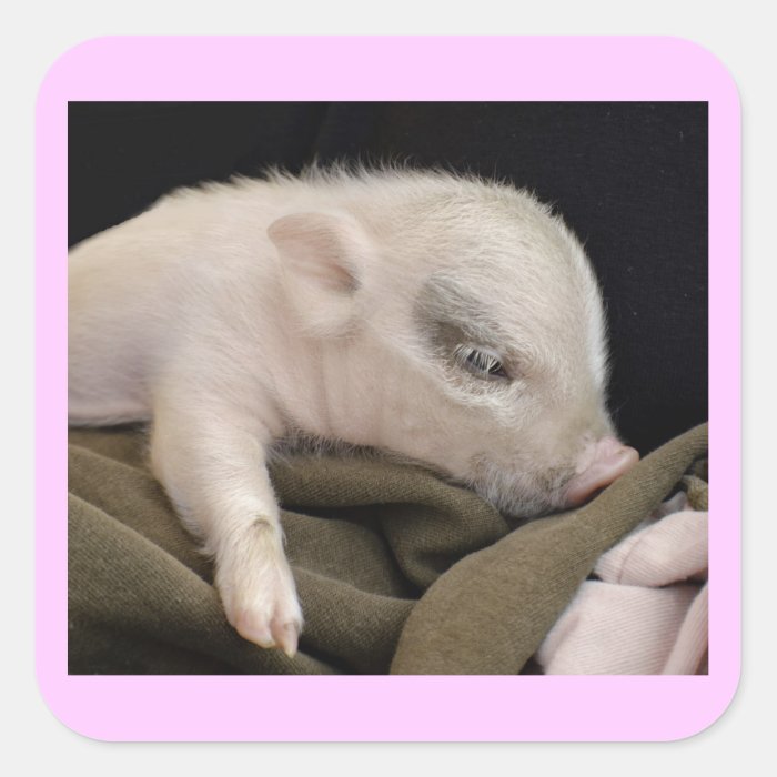 Sleeping Pig Stickers