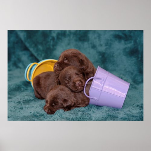 Sleeping Pile of Puppies Poster