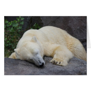 Sleeping Polar Bear Cards