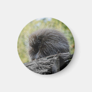 Sleeping Porcupine Magnet