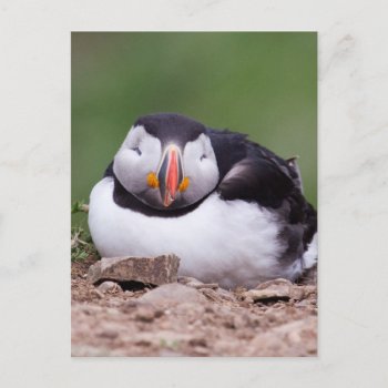 Sleeping Puffin Postcard by Welshpixels at Zazzle