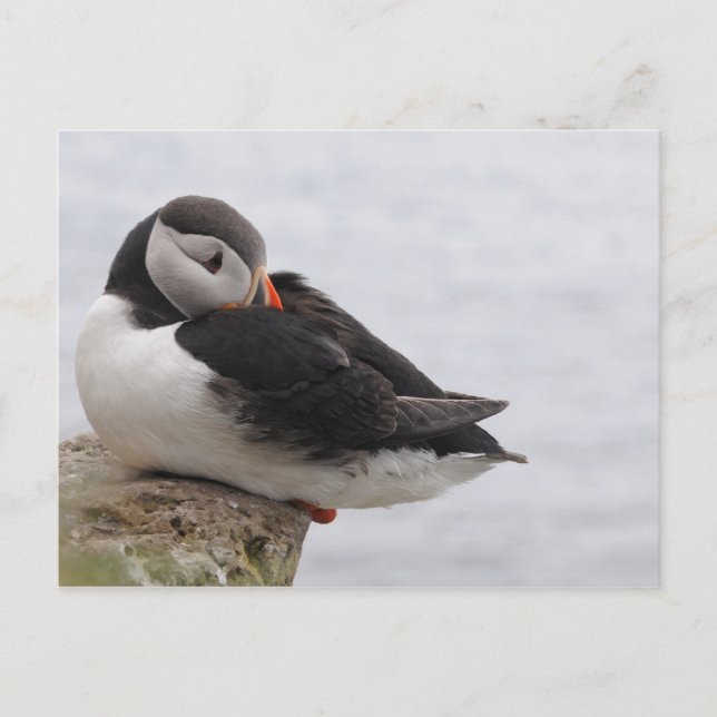 Sleeping Puffin Postcard (Front)