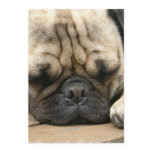 Sleeping Pug Invitation
