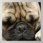 Sleeping Pug Poster Print