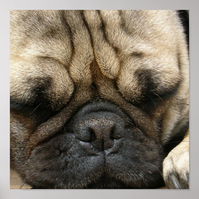 Sleeping Pug Poster Print (Front)