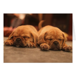 Sleeping puppies cards