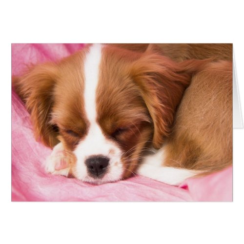 Sleeping Puppy Cavalier King Charles Spaniel Card
