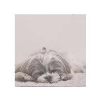 Sleeping Puppy Gallery Wrap