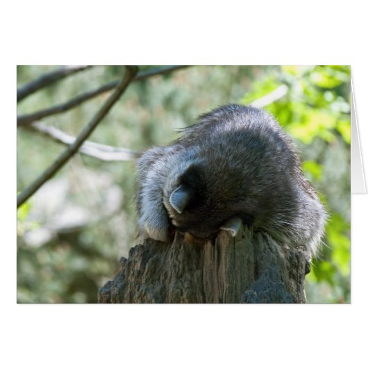 Sleeping Raccoon Greeting Card (Front Horizontal)