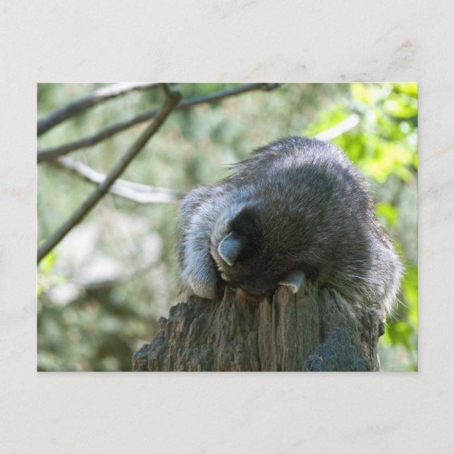 Sleeping Raccoon Postcards (Front)