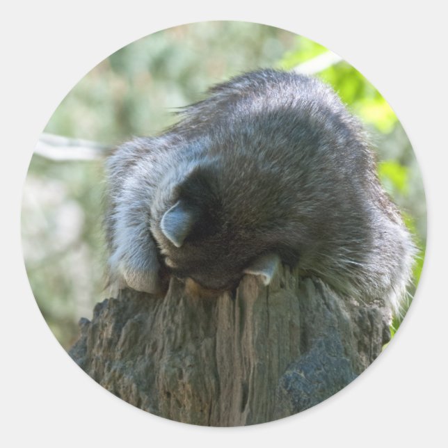 Sleeping Raccoon Stickers (Front)