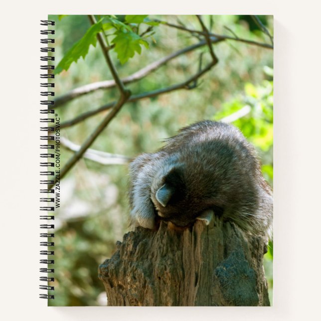 Sleeping Raccoon Stickers Notebook (Front)