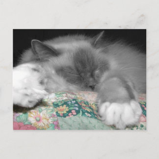 Sleeping Ragdoll Postcard