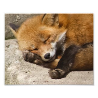 Sleeping Red Fox Photo Print