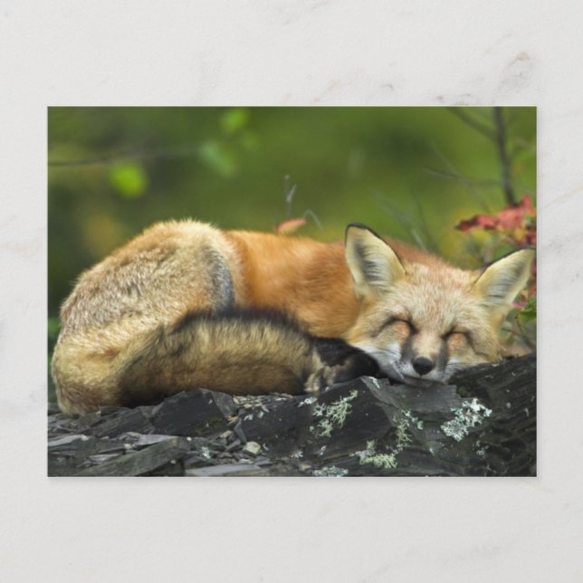 Sleeping Red Fox Postcard (Front)