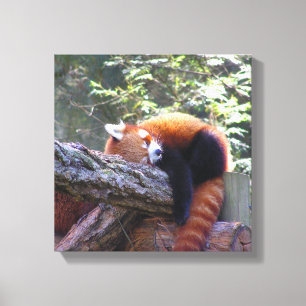 Sleeping Red Panda Canvas Print