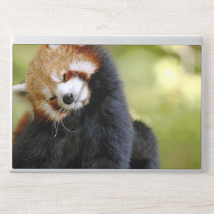 Sleeping Red Panda Portrait, Soft Focus Wildlife P HP Laptop Skin